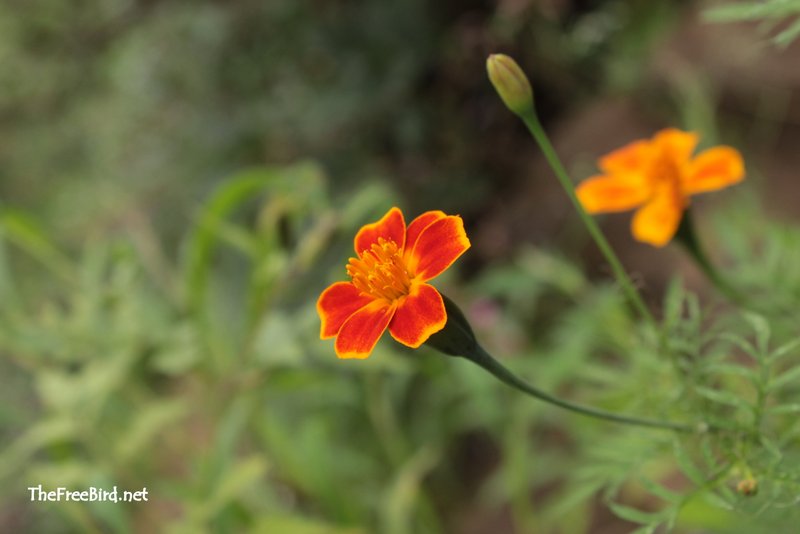 Pandavgad trek flora