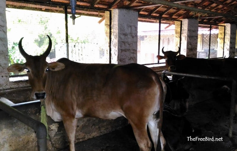 Govardhan Sanstha