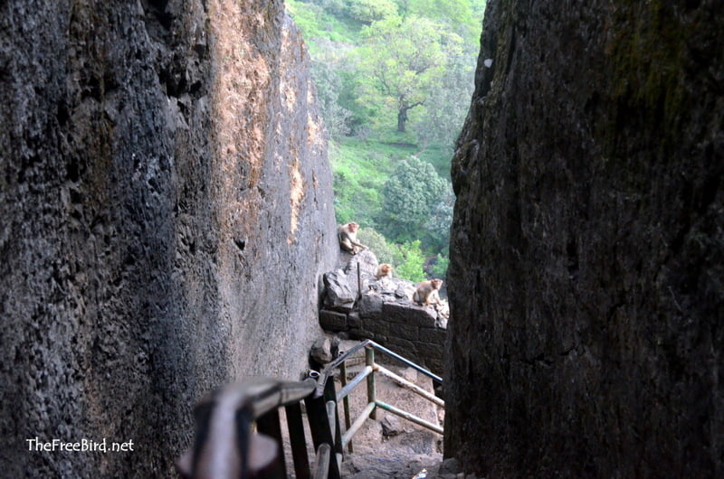 Brahmagiri Trek Monkeys