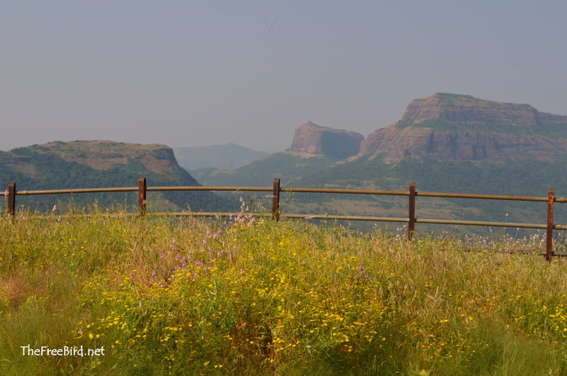 Harihar from Brahmagiri