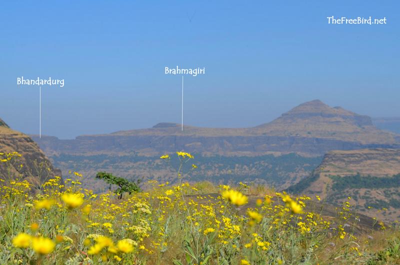 Brahmagiri & Bhandardurga from Hairhar