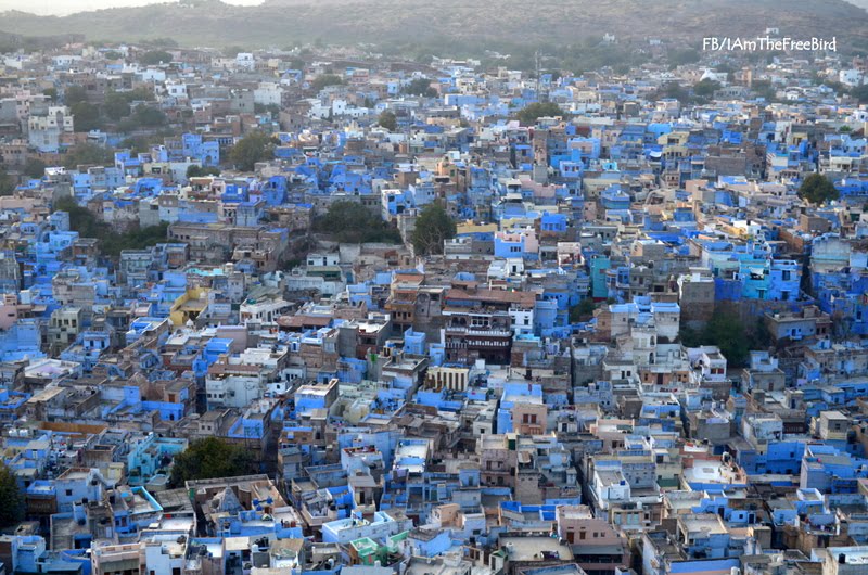 Blue Jodhpur