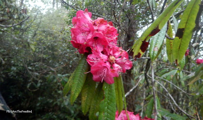 Rhododendrons NIMAS BMC