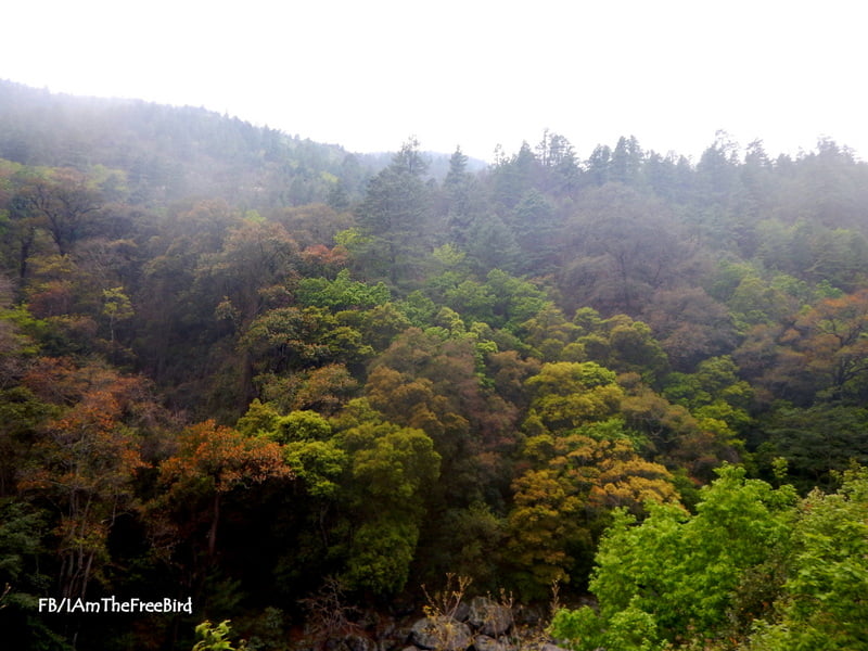 The beautiful trees via RUPA pass. Enroute Dirang