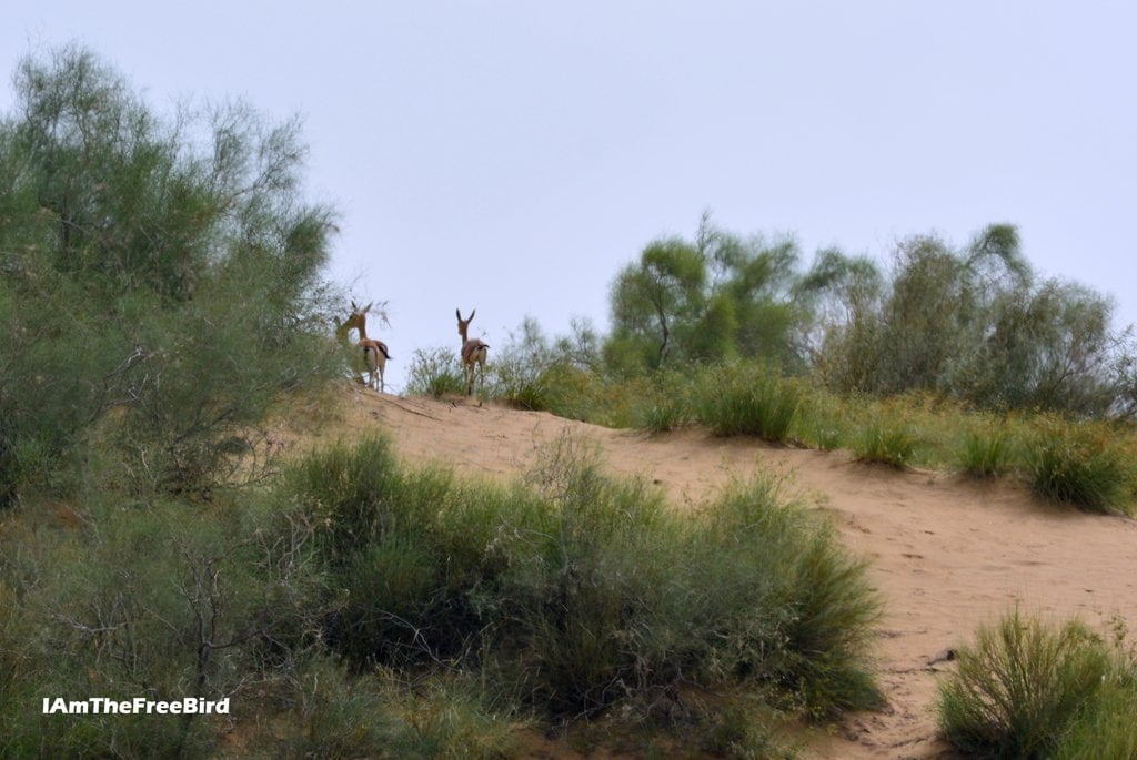 Deer at Jaisalmer