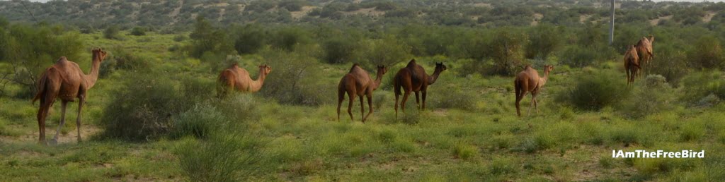 Camels at Longewala Jaisalmer