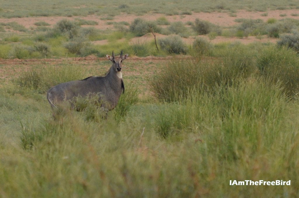 Nilgai Blue bull Rajasthan