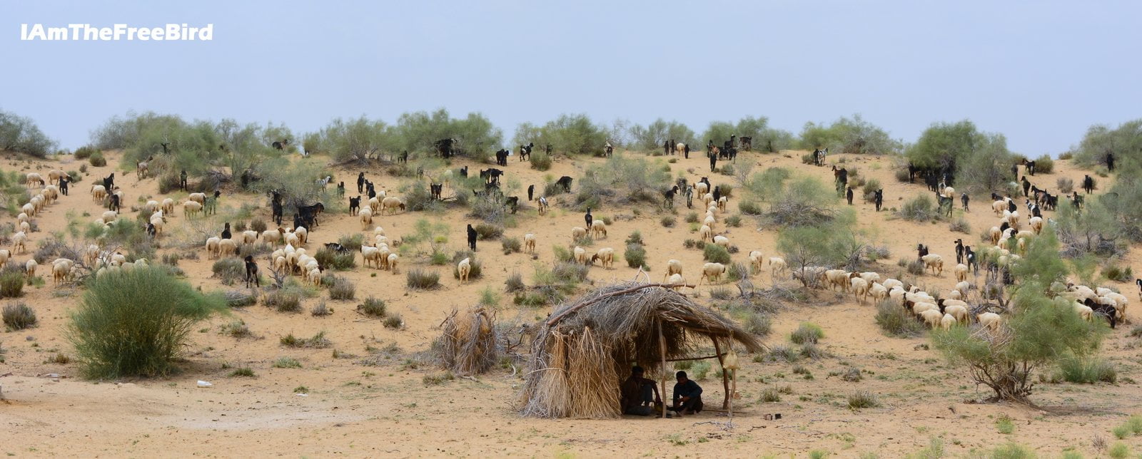 Goats in Jaisalmer desert 