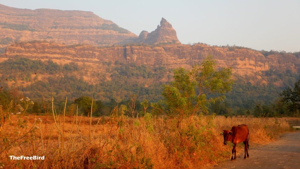 Padargad Trek Bhimashankar