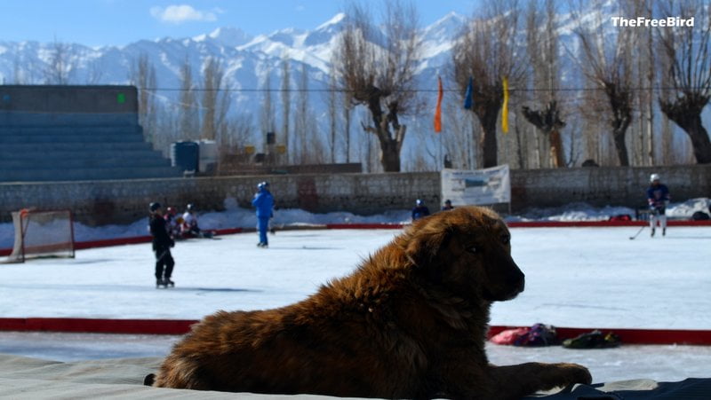 ice hockey in Ladakh