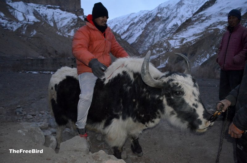 Ladakh yak