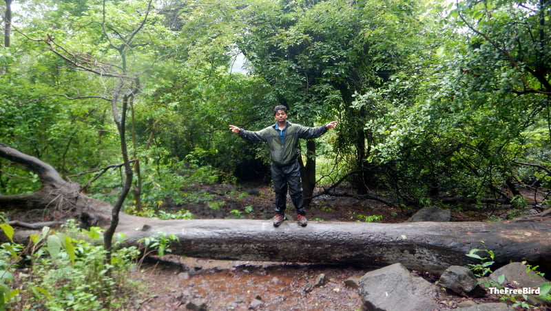 kataldhar waterfall trek blog how to reach tree log