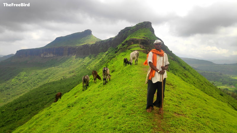 mordhan fort trek blog: The shepherd of the land @ Mordhan fort trek