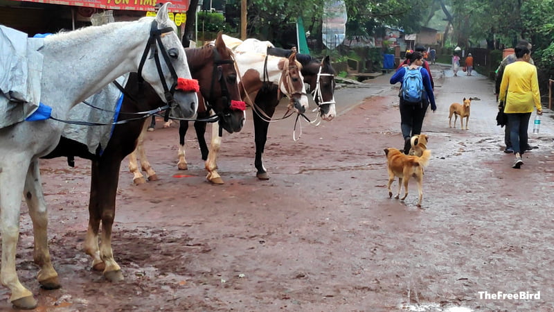 Horses in Matheran