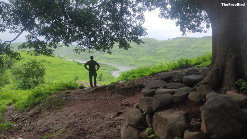 The big tree near Dhom dam and Sagachiwadi