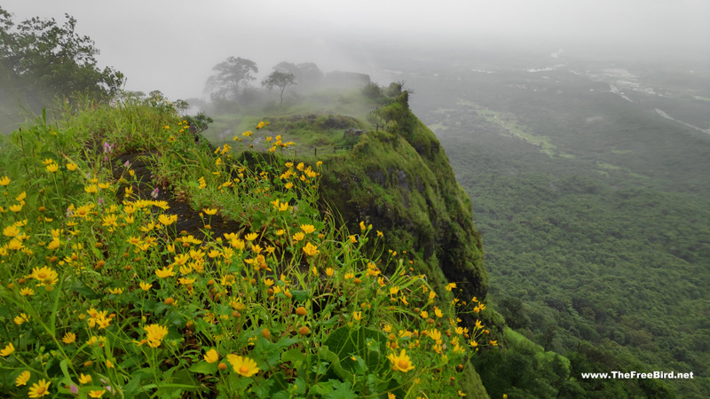 Sonki flowers making karnala trek beautiful