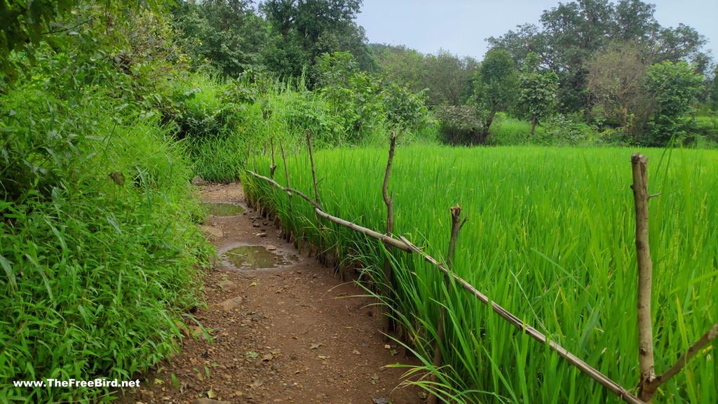 Nanemachi waterfall trek through paddy fields