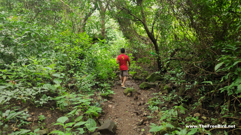 Nanemachi waterfall trek through jungle