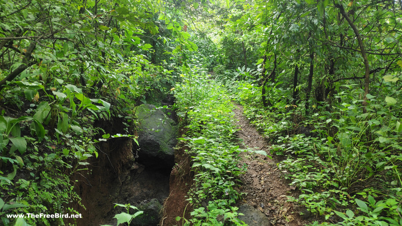 Forest at Songiri fort