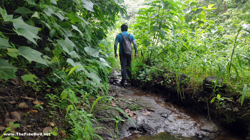 Forest at Songiri fort