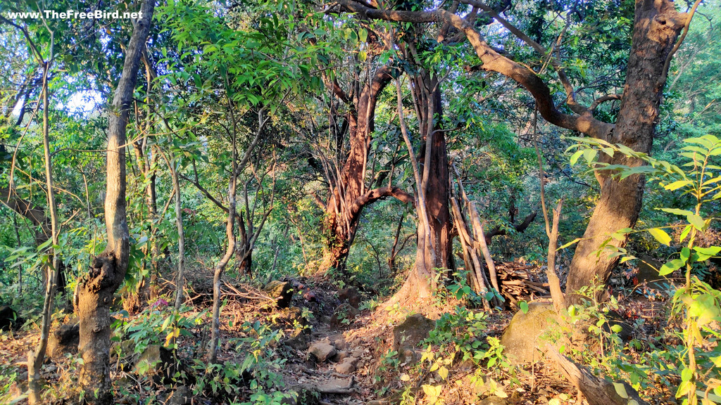 Jungle during one tree hill point trek to matheran