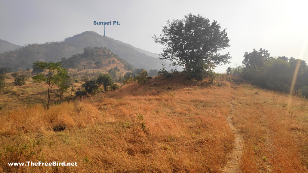 Banyan Tree enroute to Sunset Point Matheran trek from Dhodhani