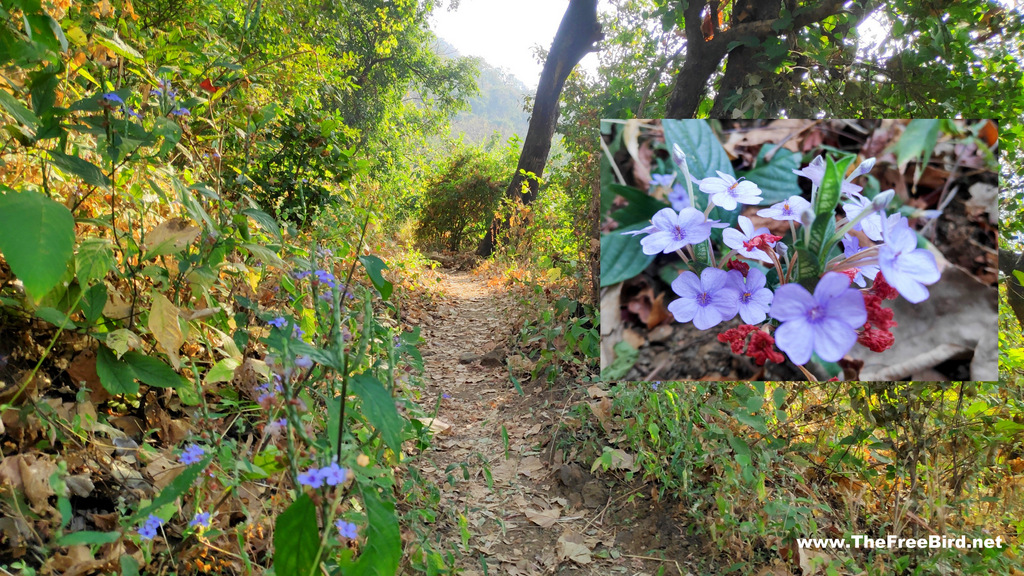 Flowers & trees covering the trek route to Sunset Point Matheran trek from Dhodhani