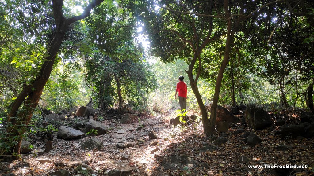 Hashyachi Patti Jungle Trek to Matheran