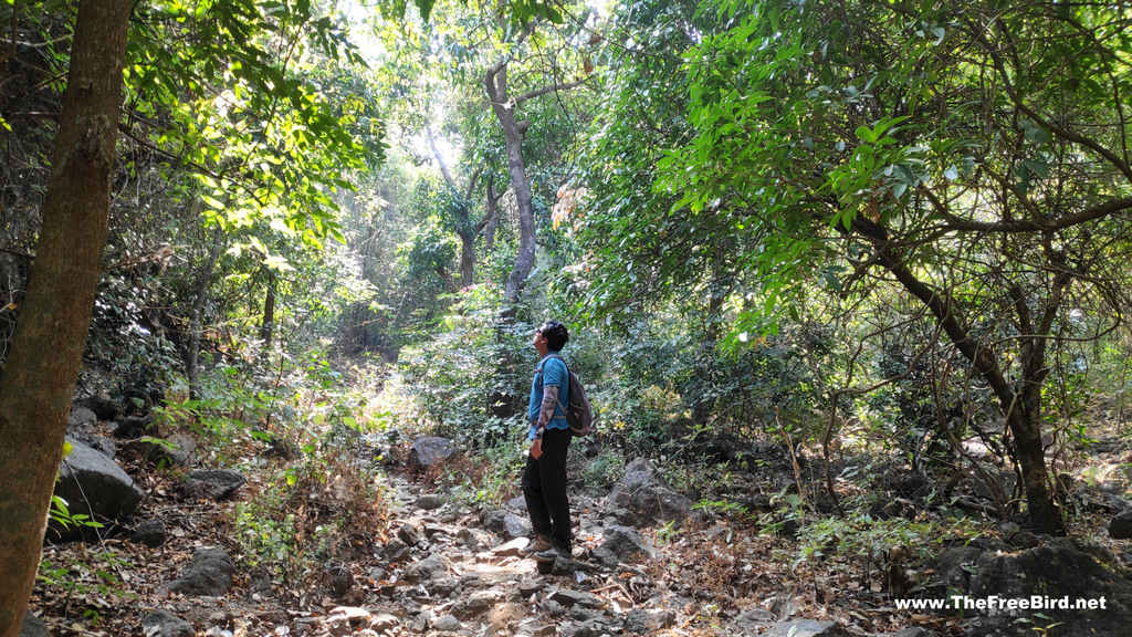 Hashyachi Patti Jungle Trek to Matheran