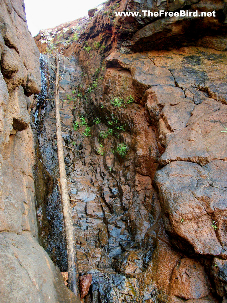 old tree ladder on pisarnath route to Matheran