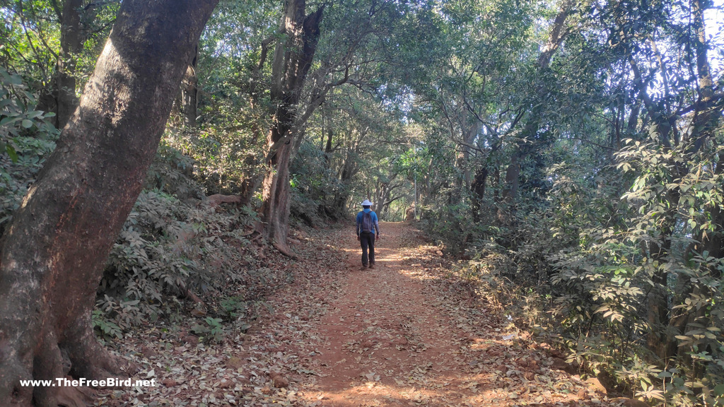 Roads of Matheran